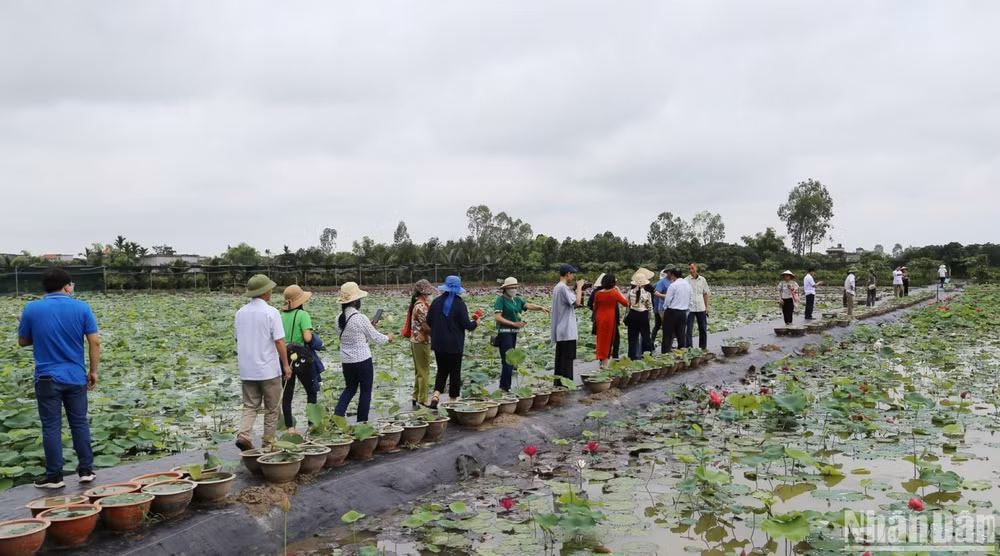 Đầm sen Vân Đài trải rộng trên diện tích 5,4ha gồm16 giống sen các loại. Đầm sen Vân Đài trải rộng trên diện tích 5,4ha gồm16 giống sen các loại.
