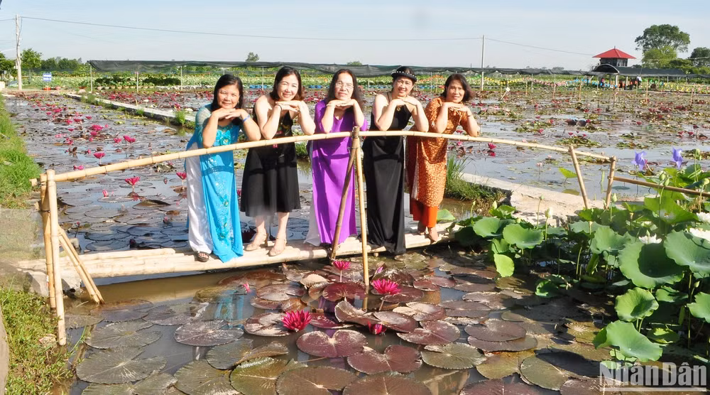 Du khách thích thú lưu lại những tấm ảnh kỷ niệm với sen hoàng yến, sen phượng hồng, sen ánh dương... trong ánh nắng đầu mùa. Du khách thích thú lưu lại những tấm ảnh kỷ niệm với sen hoàng yến, sen phượng hồng, sen ánh dương... trong ánh nắng đầu mùa.