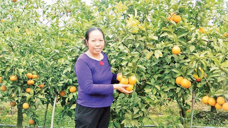 Nông dân tỉnh Hưng Yên trồng cây ăn quả có múi theo quy trình VietGAP. 