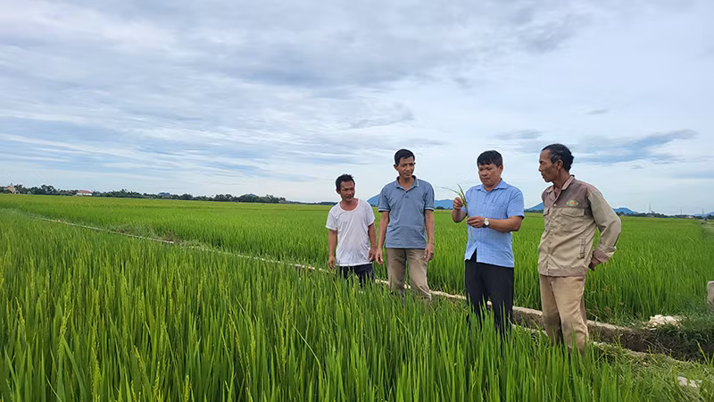 Cán bộ phụ trách lĩnh vực nông nghiệp xã Nam Phúc Thăng, huyện Cẩm Xuyên, tỉnh Hà Tĩnh hướng dẫn người dân thôn Ðồng Cao chăm sóc lúa hè thu. 