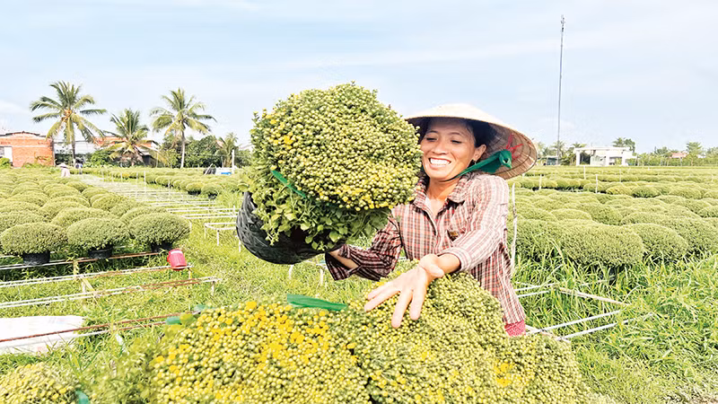 Người dân xã Long Thới thu hoạch hoa cúc mâm xôi. Người dân xã Long Thới thu hoạch hoa cúc mâm xôi.