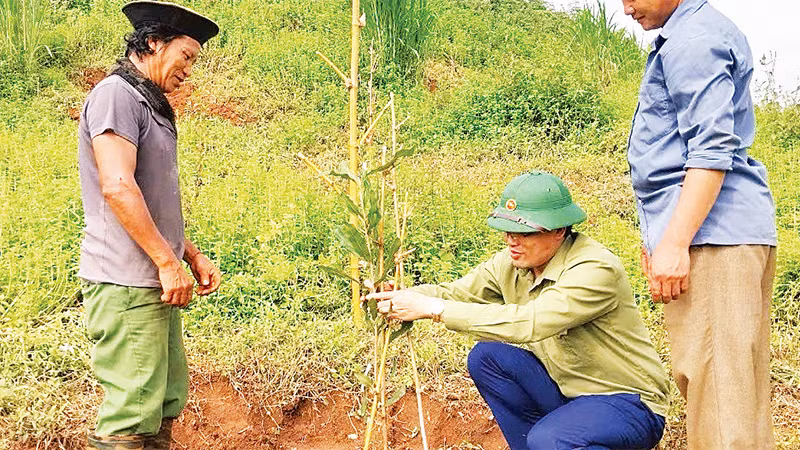 Cán bộ Phòng Dân tộc huyện Tuần Giáo hướng dẫn người dân kỹ thuật trồng, chăm sóc cây mắc-ca. 