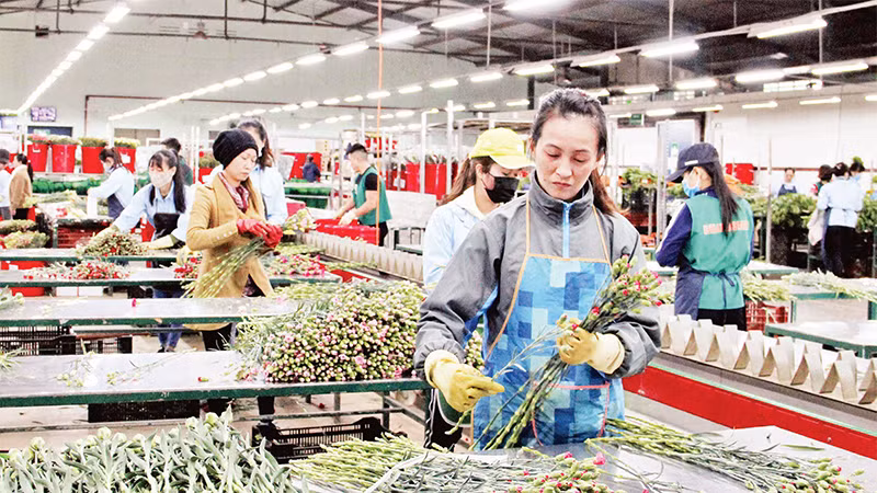 Dây chuyền phân loại, tuyển chọn hoa đạt tiêu chuẩn xuất khẩu tại Dalat Hasfarm, thành phố Ðà Lạt. 