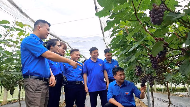 Mô hình nho Hạ đen của đoàn viên, thanh niên xã Hua Nà, huyện Than Uyên đem lại giá trị kinh tế cao. 