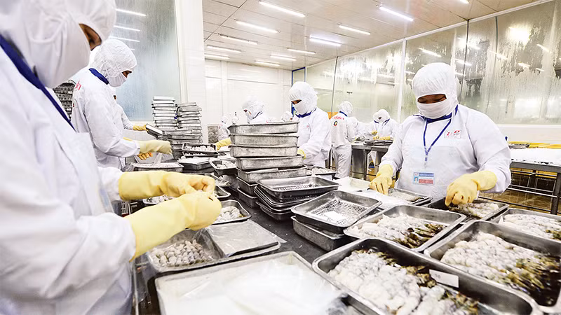 Chế biến thủy sản xuất khẩu tại Công ty CP Thủy sản Cafatex Hậu Giang. (Ảnh TRẦN TUẤN) 