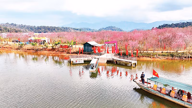 Khách du lịch tham quan đảo hoa anh đào tại hồ Pá Khoang, thành phố Ðiện Biên Phủ. (Ảnh Phan Thành - Fanpage "Du lịch Ðiện Biên cùng thổ địa") 