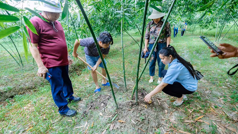Mô hình trồng tre lấy măng theo quy trình sản xuất sạch ở huyện Tân Yên, tỉnh Bắc Giang. (Ảnh Ðỗ Tuấn) 