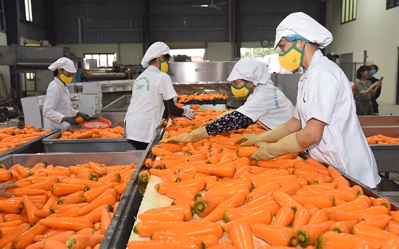 Quý I/2025, tổng sản phẩm trong nước (GDP) của toàn ngành nông, lâm nghiệp và thủy sản đạt 3,74%, đóng góp 6,09% vào mức tăng tổng giá trị tăng thêm của toàn nền kinh tế. Quý I/2025, tổng sản phẩm trong nước (GDP) của toàn ngành nông, lâm nghiệp và thủy sản đạt 3,74%, đóng góp 6,09% vào mức tăng tổng giá trị tăng thêm của toàn nền kinh tế.