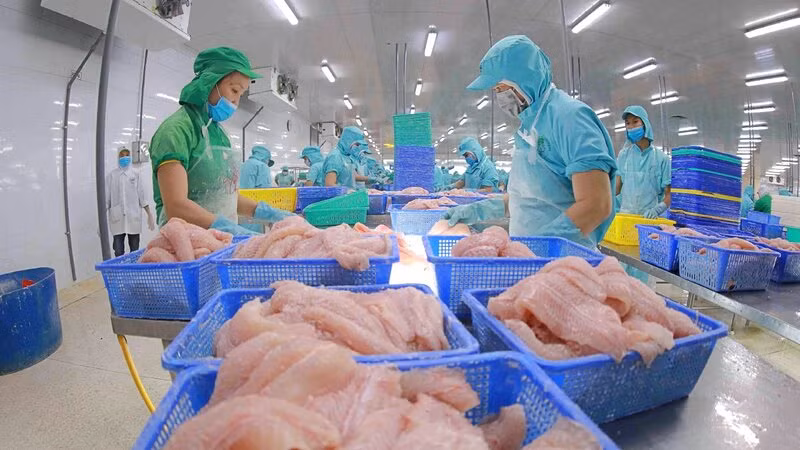 Chế biến cá tra xuất khẩu.