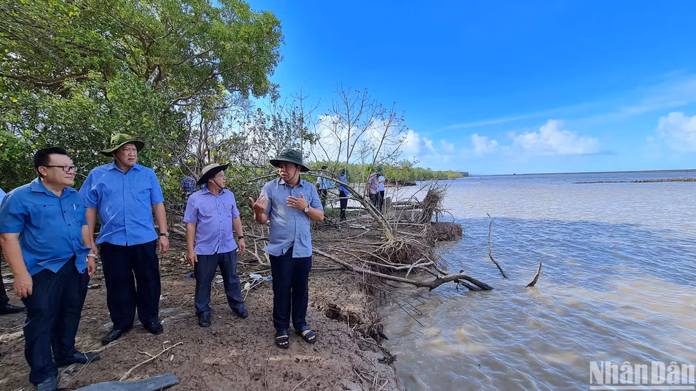 Bí thư Tỉnh ủy Cà Mau Nguyễn Tiến Hải (bìa phải) kiểm tra công tác phòng, chống sạt lở ở miền biển Khánh Hội.