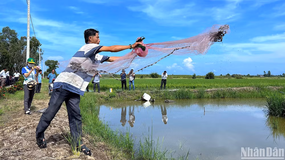 Nhà nông xã Trí Lực (huyện Thới Bình) dùng ngư cụ bắt tôm trên đồng lúa-tôm nuôi thí điểm theo tiêu chuẩn ASC.
