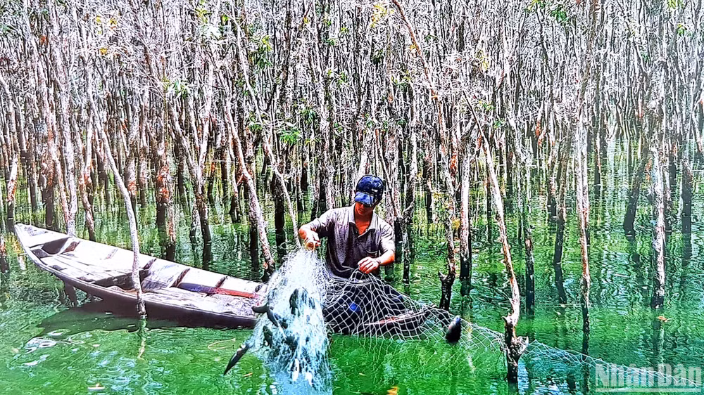 Cư dân miệt rừng U Minh hạ khai thác nguồn lợi cá đồng theo hình thức tự nhiên, không dùng ngư cụ khai thác mang tính tận diệt.
