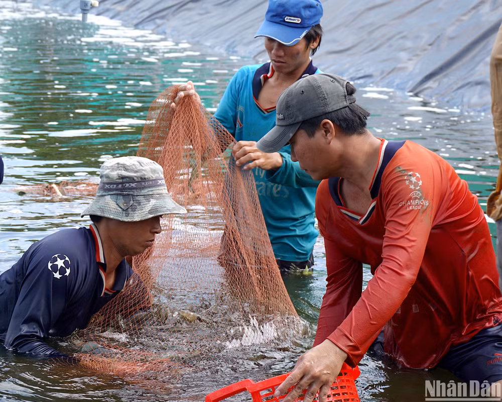 Nông dân huyện Đầm Dơi (tỉnh Cà Mau) thu hoạch tôm thẻ chân trắng nuôi theo hình thức siêu thâm canh.
