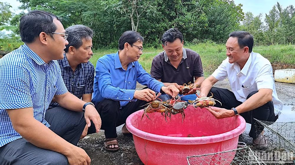 Cua biển nuôi trong môi trường tự nhiên là một trong những mặt hàng thuỷ sản xuất khẩu chủ lực tại Cà Mau. 