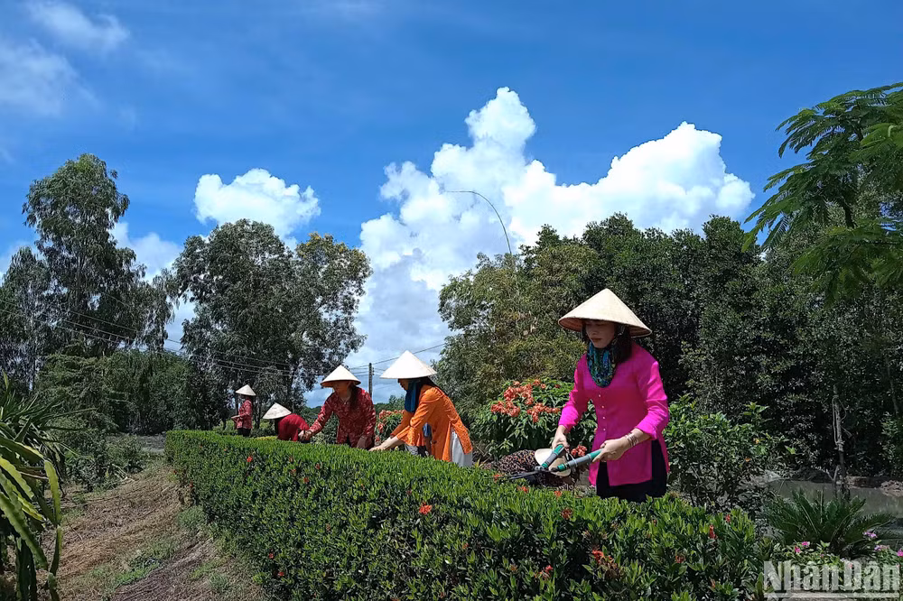 Nhân dân xã Tam Giang Tây chung tay trang hoàng đường quê đón nhận sự niềm vui xã đạt chuẩn nông thôn mới.