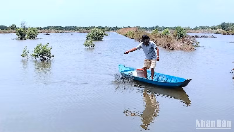 Nông dân vùng mặn huyện Năm Căn (tỉnh Cà Mau) dùng ngư cụ thu hoạch cua trong vuông nuôi tôm.