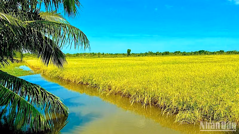 Một khu vực chuyên canh tôm-lúa ở xã Biển Bạch Đông (huyện Thới Bình, tỉnh Cà Mau) vừa được công nhận đạt chứng chỉ BAP. 