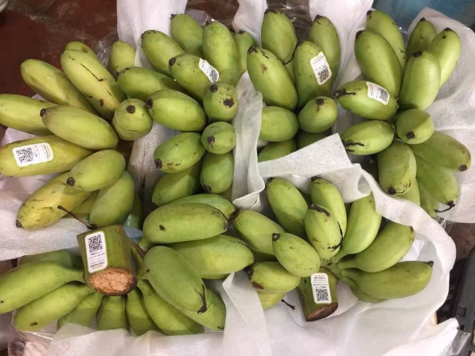 Thiết lập và cấp mã số vùng trồng, cơ sở đóng gói nông sản phục vụ xuất khẩu hiện là yêu cầu bắt buộc của nhiều thị trường nhập khẩu. (Ảnh: VGP)
