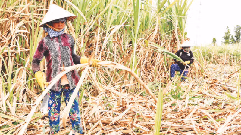 Nông dân huyện Cù Lao Dung, tỉnh Sóc Trăng thu hoạch mía.