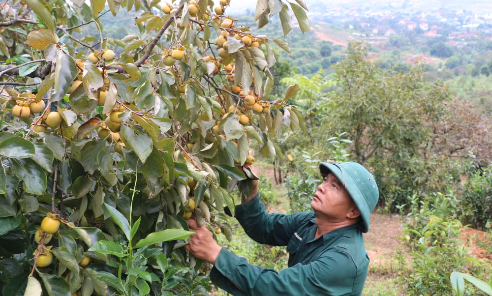 Diện tích hồng cậy của gia đình ông Nguyễn Duy Nhi dự kiến sẽ cho thu hoạch trong vài tuần tới.