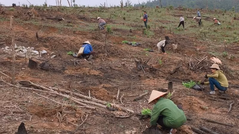 Nghệ An lên kế hoạch trồng 20.000ha rừng nguyên liệu trong năm nay.