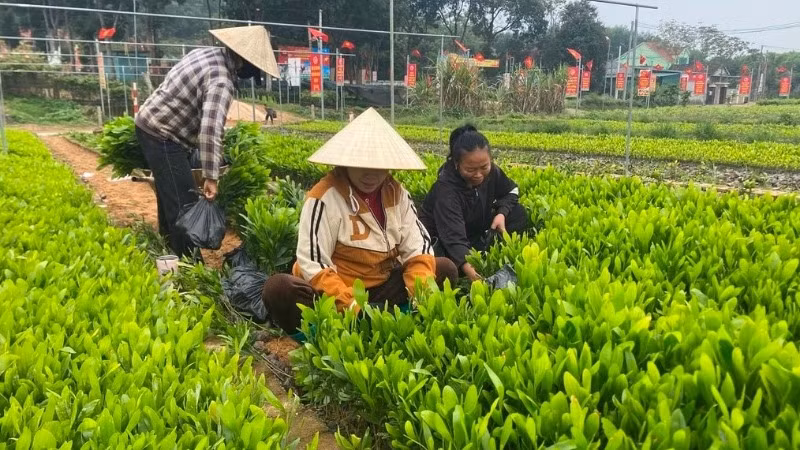Nông dân xã Tân Hương, huyện Tân Kỳ đang thu hoạch keo giống vụ Xuân.