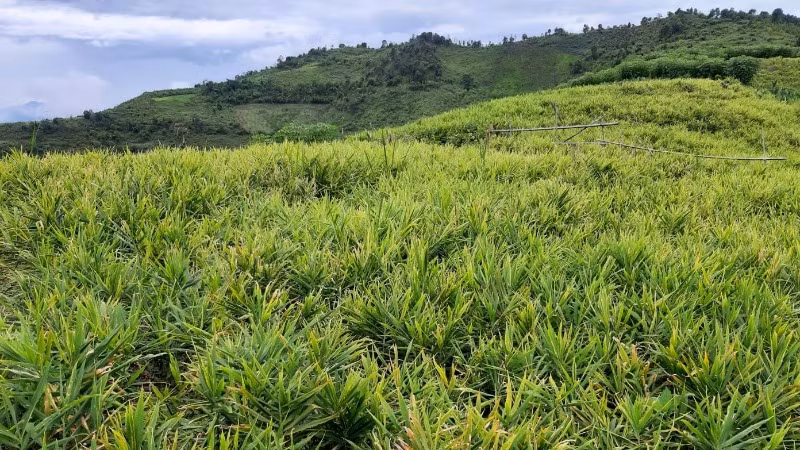 Toàn huyện Kỳ Sơn có khoảng 800ha gừng, năng suất bình quân từ 9-10 tấn/ha.