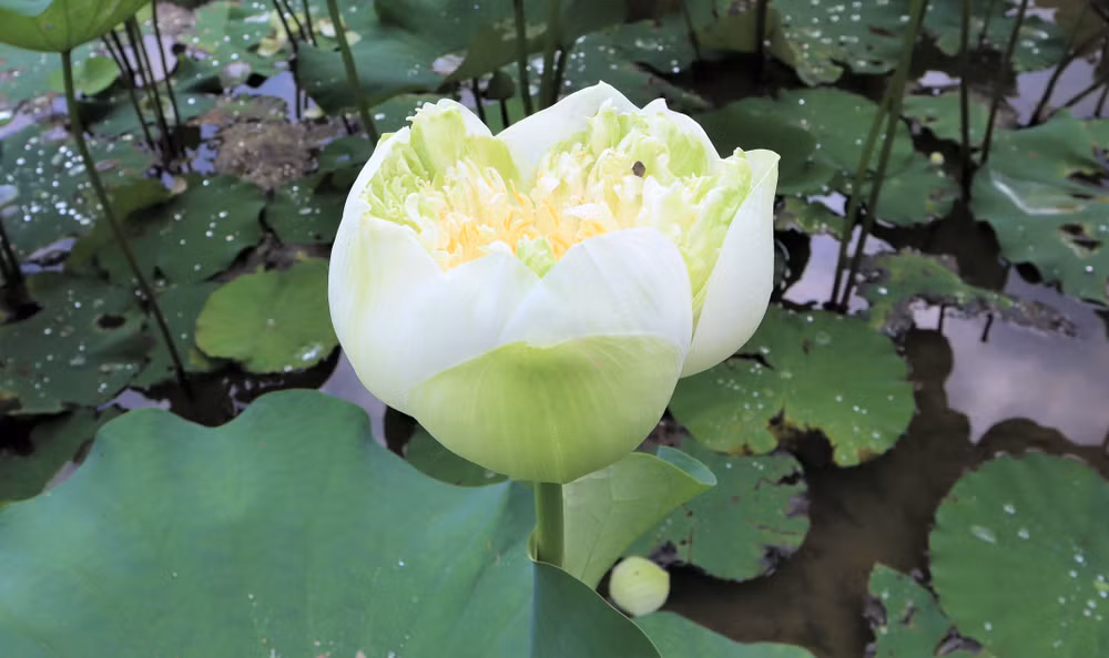 Bên cạnh các giống sen truyền thống từ lâu đã có mặt ở Kim Liên, người dân còn trồng thêm sen Đồng Tháp Mười, sen Huế, sen ngàn cánh, sen đỏ Bắc Kinh… Bên cạnh các giống sen truyền thống từ lâu đã có mặt ở Kim Liên, người dân còn trồng thêm sen Đồng Tháp Mười, sen Huế, sen ngàn cánh, sen đỏ Bắc Kinh…