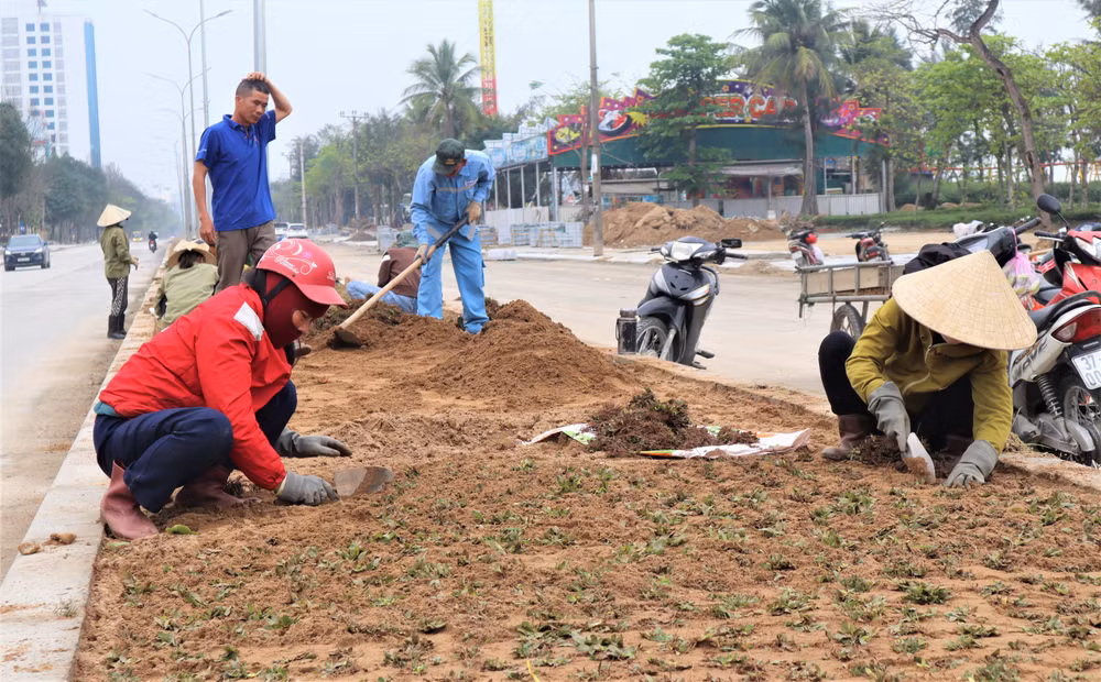 Công nhân thảm cỏ trên bồn hoa dải phân cách giữa. Công nhân thảm cỏ trên bồn hoa dải phân cách giữa.