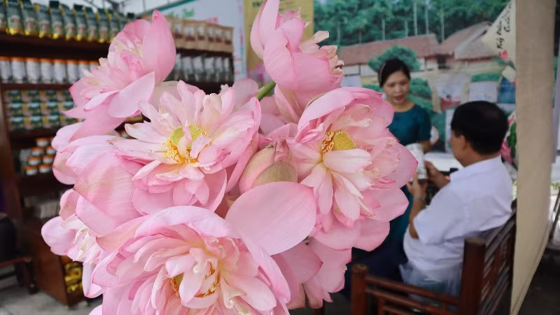 Cây sen đang chứng kiến và góp phần thay đổi cuộc sống, thay đổi bộ mặt miền quê, đồng hành cùng người dân trong phát triển kinh tế-xã hội. Nhiều sản phẩm chế biến từ cây sen được Ủy ban nhân dân tỉnh Nghệ An chứng nhận là sản phẩm OCOP như: trà tâm sen, trà lá sen, trà ướp gạo sen, hạt sen sấy bơ…