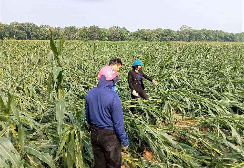 Hàng trăm ha ngô sắp đến ngày thu hoạch bị đổ rạp, hư hỏng hoàn toàn. (Ảnh: CTV)