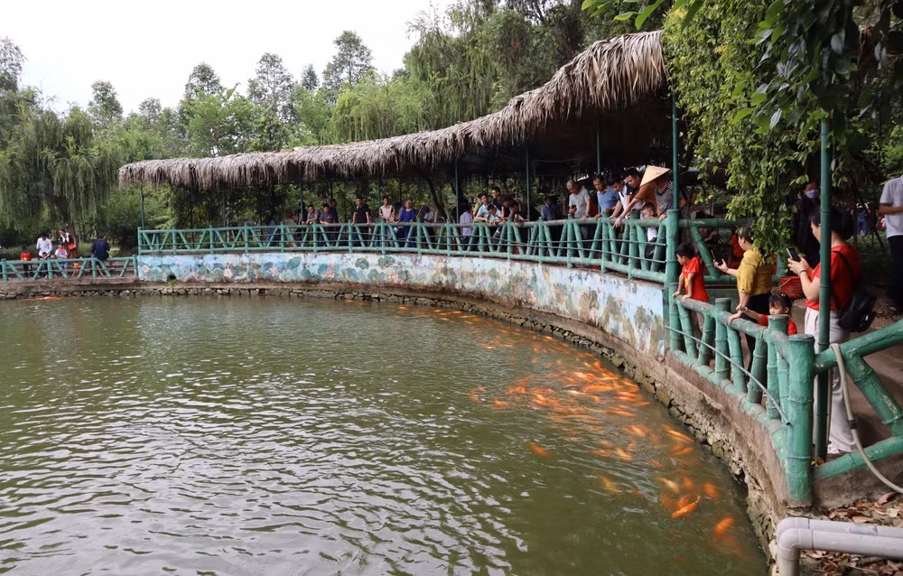 Ao cá Bác Hồ, địa điểm thu hút nhiều du khách.