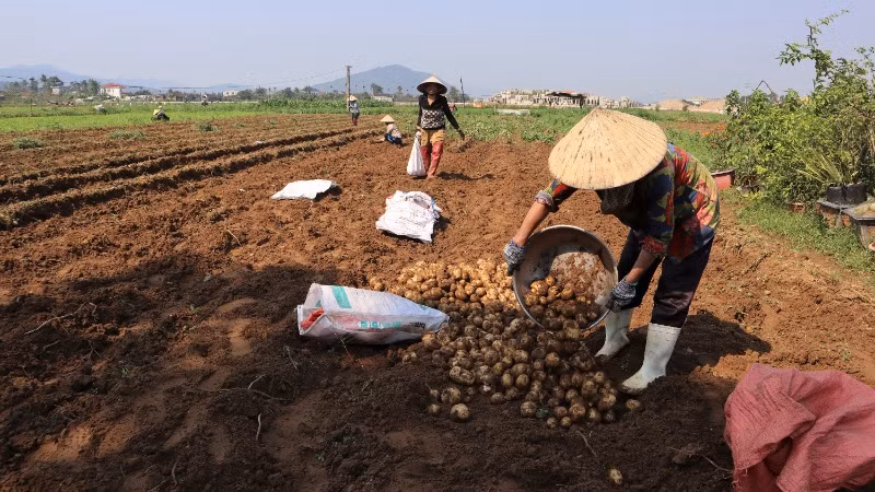 Cây khoai tây phù hợp khí hậu, thổ nhưỡng huyện Diễn Châu.