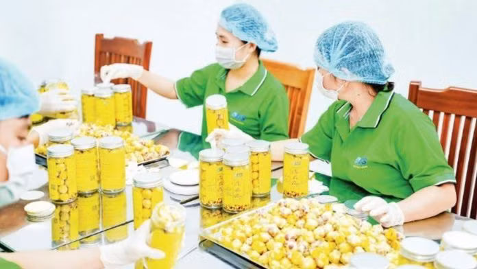 Đóng gói trà hoa vàng tại Hợp tác xã Trường Sơn, Lục Nam, Bắc Giang.