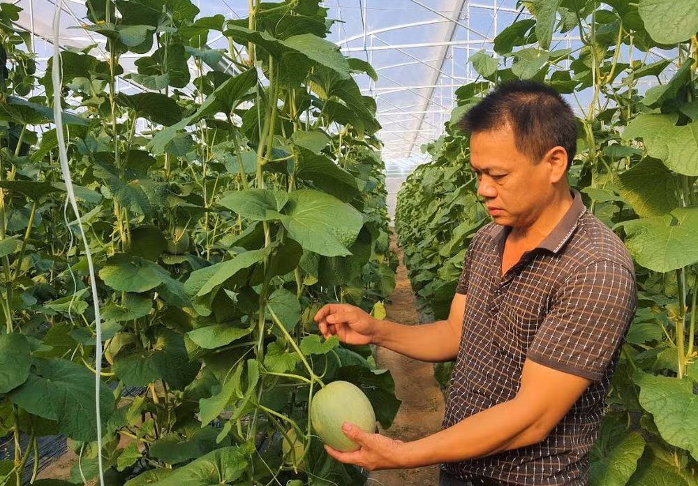 Nông dân thị xã Ba Đồn (Quảng Bình) trồng dưa lưới trong nhà màng đem lại doanh thu cao Nông dân thị xã Ba Đồn (Quảng Bình) trồng dưa lưới trong nhà màng đem lại doanh thu cao
