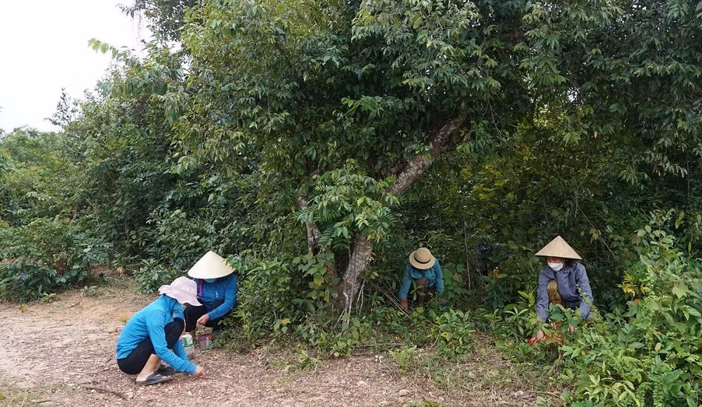 Dưới tán cây dẻ, phụ nữ xã Quảng Lưu cần mẫn nhặt hạt dẻ.