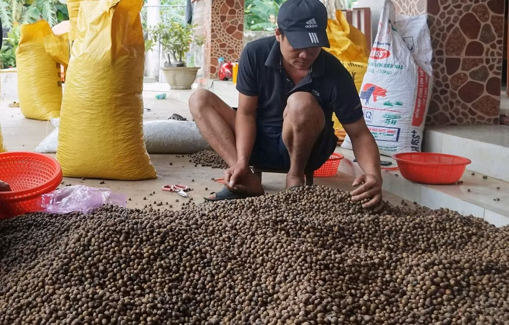 Hạt dẻ năm nay được mùa, được giá nên người dân vui khi có thêm nguồn thu nhập.