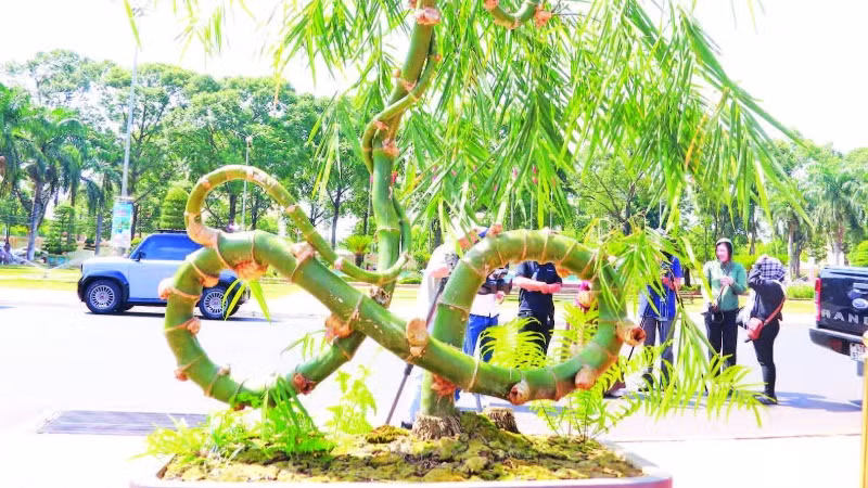 Tác phẩm “Tre vô cực” mang hình dáng kỳ lạ như biểu tượng vô cực, tượng trưng cho sự phát triển liên tục và vô tận được trưng bày tại triển lãm. Tác phẩm “Tre vô cực” mang hình dáng kỳ lạ như biểu tượng vô cực, tượng trưng cho sự phát triển liên tục và vô tận được trưng bày tại triển lãm.