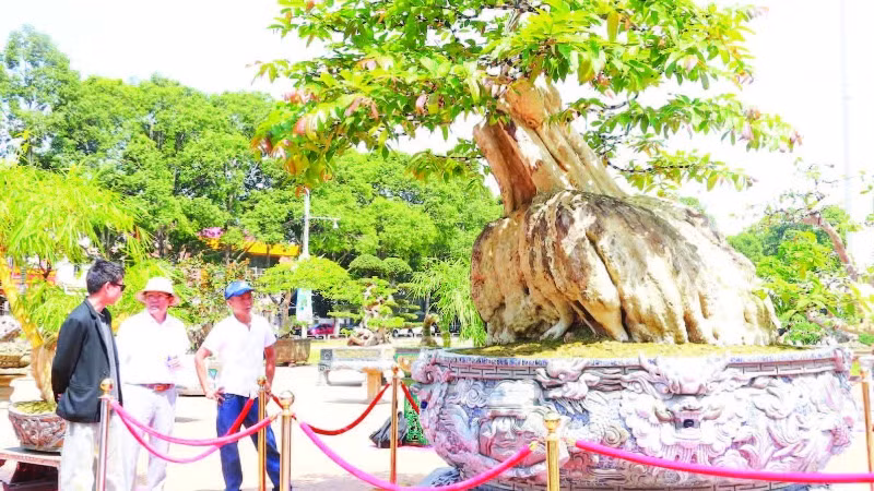 Mang dáng hình độc đáo tựa như một con rùa, cây bằng lăng 200 năm tuổi thu hút đông đảo người dân đến chiêm ngưỡng.