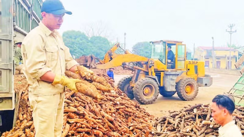 Công nhân Nhà máy sắn Văn Yên kiểm tra chất lượng củ trước khi chế biến.