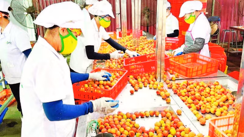 Chế biến vải thiều xuất khẩu.