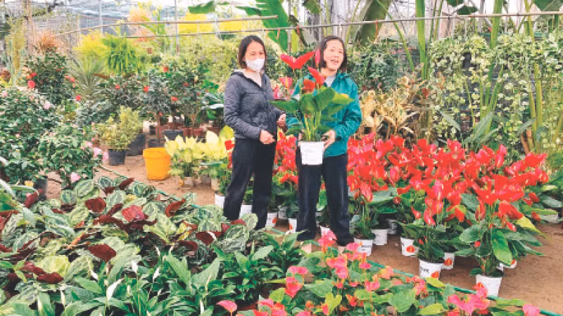 Nông dân xã Xuân Quan, huyện Văn Giang, tỉnh Hưng Yên, chuyển đổi sang trồng hoa cho thu nhập cao.