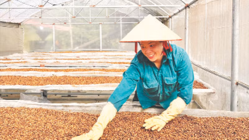 Thu hoạch cà-phê tại xã Ắng Nưa, huyện Mường Ảng, tỉnh Điện Biên. (Ảnh Thùy Giang)