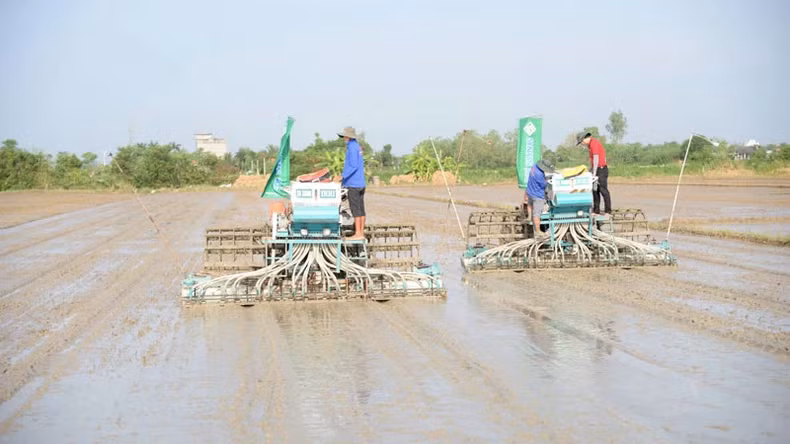 Các mô hình thí điểm Đề án 1 triệu ha vẫn còn quy mô hạn chế - chỉ vài trăm đến vài nghìn ha, hoặc vài chục nghìn tấn lúa. Các mô hình thí điểm Đề án 1 triệu ha vẫn còn quy mô hạn chế - chỉ vài trăm đến vài nghìn ha, hoặc vài chục nghìn tấn lúa.