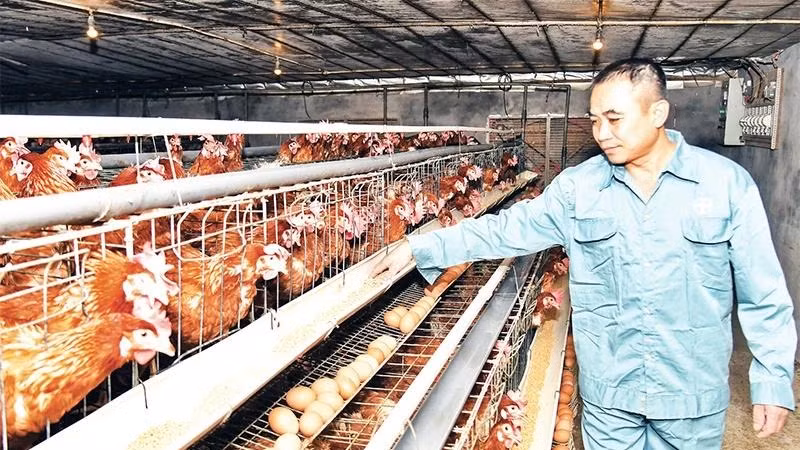 Ứng dụng khoa học công nghệ vào phát triển chăn nuôi gia cầm theo hướng hàng hóa tại xã Cấn Hữu (Quốc Oai) đã mang lại hiệu quả kinh tế cao cho người dân. Ảnh: nhandan.vn.