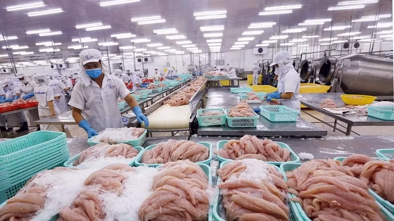 Dù xuất khẩu mạnh mẽ tới hơn 140 quốc gia, cá tra - niềm tự hào của ngành thủy sản Việt Nam - vẫn chưa thể tìm được vị trí xứng đáng trên mâm cơm người Việt.