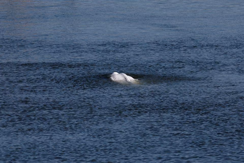 Con cá voi Beluga bơi lên sông Seine của Pháp ngày 8/8. Ảnh: REUTERS.