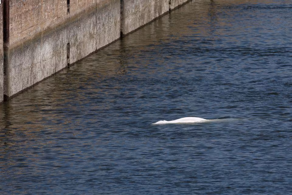Cá voi Beluga lạc vào sông Seine của Pháp. Ảnh: REUTERS Cá voi Beluga lạc vào sông Seine của Pháp. Ảnh: REUTERS