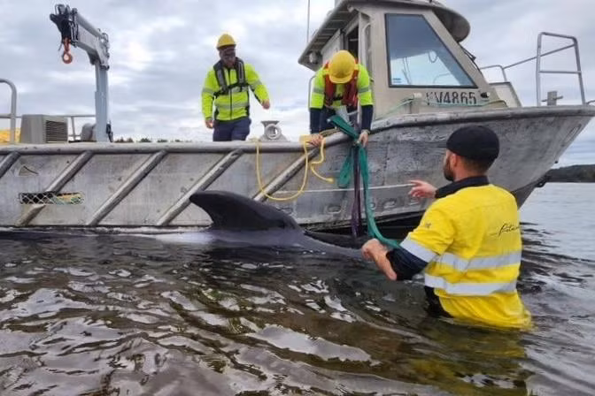 Bộ Tài nguyên và môi trường bang Tasmania cho biết, các hoạt động cứu hộ tại bãi biển hẻo lánh là "phức tạp". Ảnh do Petuna Aquatics cung cấp.