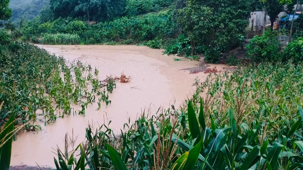 Mưa lớn gây ngập úng nhiều diện tích ngô tại huyện Lục Yên. (Ảnh: THANH SƠN)